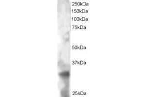 Western Blotting (WB) image for anti-Tetraspanin 32 (TSPAN32) (C-Term) antibody (ABIN2466105) (TSPAN32 anticorps  (C-Term))