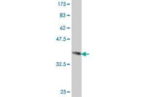 Western Blot detection against Immunogen (37 KDa) .
