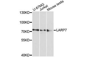 Western blot analysis of extracts of various cell lines, using LARP7 antibody (ABIN6290571) at 1:3000 dilution. (LARP7 anticorps)