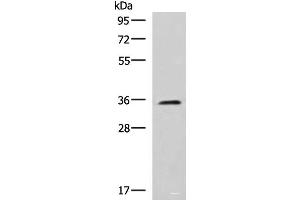 Western blot analysis of K562 cell lysate using JAM3 Polyclonal Antibody at dilution of 1:1000 (JAM3 anticorps)