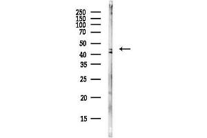 anti-Family with Sequence Similarity 105, Member B (FAM105B) antibody