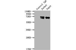 Immunoprecipitating FUBP1 in Jurkat whole cell lysate Lane 1: Rabbit control IgG instead of ABIN7127503 in Jurkat whole cell lysate.