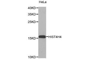Western blot analysis of extracts of HeLa cells, using HIST4H4 antibody (ABIN5970479). (HIST4H4 anticorps)