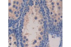 IHC-P analysis of Mouse Tissue, with DAB staining. (LCN12 anticorps  (AA 30-193))