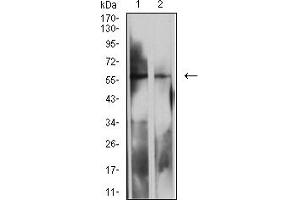 Western blot analysis using LILRB2 mouse mAb against MOLT4 (1) and K562 (2) cell lysate. (LILRB2 anticorps  (AA 51-184))