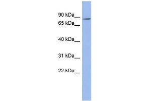 WB Suggested Anti-ZNF568 Antibody Titration:  0. (ZNF568 anticorps  (N-Term))