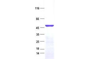 Validation with Western Blot