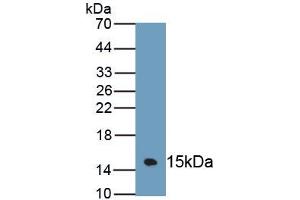 Detection of Recombinant MUC3, Mouse using Polyclonal Antibody to Mucin 3 (MUC3) (MUC3A anticorps  (AA 1-101))
