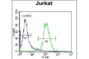 NKD2 Antibody (C-term) (ABIN656092 and ABIN2845435) flow cytometric analysis of Jurkat cells (right histogram) compared to a negative control cell (left histogram).