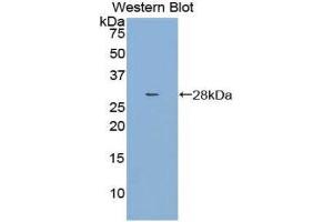 Western Blotting (WB) image for anti-Dihydropyrimidinase-Like 3 (DPYSL3) (AA 1-218) antibody (ABIN1858665) (DPYSL3 anticorps  (AA 1-218))