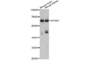 Western blot analysis of extracts of various cell lines, using GFRA1 antibody (ABIN1876561) at 1:1000 dilution. (GFRA1 anticorps)
