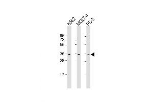 Western Blot at 1:1000 dilution Lane 1: K562 whole cell lysate Lane 2: MOLT-4 whole cell lysate Lane 3: PC-3 whole cell lysate Lysates/proteins at 20 ug per lane. (PIGC anticorps  (AA 264-294))