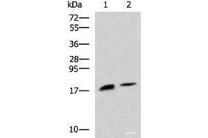 Western blot analysis of Rat pancreas tissue and Mouse pancreas tissue lysates using RNASE1 Polyclonal Antibody at dilution of 1:650 (RNASE1 anticorps)