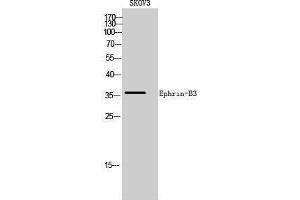 Western Blotting (WB) image for anti-Ephrin B3 (EFNB3) (C-Term) antibody (ABIN3174990) (Ephrin B3 anticorps  (C-Term))