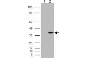 293 overexpressing AIP and probed with AIP polyclonal antibody  (mock transfection in first lane), tested by Origene. (AIP anticorps)