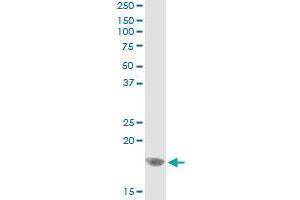 Immunoprecipitation of CEBPG transfected lysate using mouse monoclonal anti-CEBPG and Protein A Magnetic Bead
