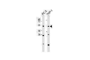 All lanes : Anti-C Antibody (C-Term) at 1:2000 dilution Lane 1: PC-3 whole cell lysates Lane 2: THP-1 whole cell lysates Lysates/proteins at 20 μg per lane. (CPA5 anticorps  (AA 341-375))