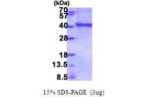SDS-PAGE (SDS) image for Inositol Monophosphatase Domain Containing 1 (IMPAD1) (AA 34-359) (Active) protein (His tag) (ABIN6387553) (IMPAD1 Protein (AA 34-359) (His tag))