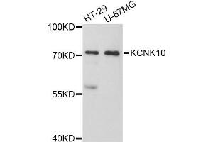 Western blot analysis of extracts of various cell lines, using KCNK10 Antibody (ABIN5998040) at 1:3000 dilution. (KCNK10 anticorps)