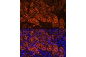 Immunofluorescence analysis of Mouse kidney using MIOX Rabbit pAb (ABIN7268729) at dilution of 1:100.