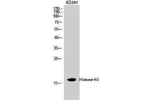 Western Blotting (WB) image for anti-Histone 3 (H3) (Lys471) antibody (ABIN3180090) (Histone 3 anticorps  (Lys471))