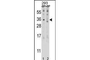 Western blot analysis of EBI3 Antibody (C-term) Pab (ABIN1881277 and ABIN2838993) pre-incubated without(lane 1) and with(lane 2) blocking peptide in 293 cell line lysate. (EBI3 anticorps  (C-Term))