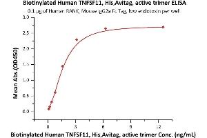 Measured by its binding ability in a functional ELISA.