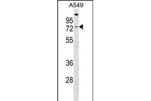 GBP3 Antibody (C-term) (ABIN1537415 and ABIN2849935) western blot analysis in A549 cell line lysates (35 μg/lane). (GBP3 anticorps  (C-Term))
