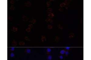 Immunofluorescence analysis of THP-1 cells using SIGLEC3/CD33 Polyclonal Antibody at dilution of 1:100. (CD33 anticorps)
