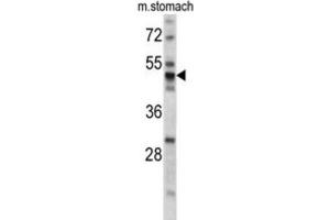 Western Blotting (WB) image for anti-Protein Disulfide Isomerase Family A, Member 6 (PDIA6) antibody (ABIN3002737) (PDIA6 anticorps)