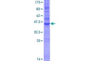 Image no. 1 for Ninjurin 1 (NINJ1) (AA 1-152) protein (GST tag) (ABIN1312576)