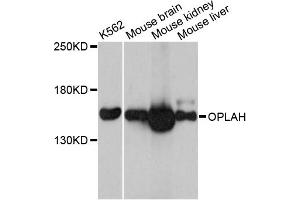 Western blot analysis of extracts of various cell lines, using OPLAH antibody. (OPLAH anticorps)