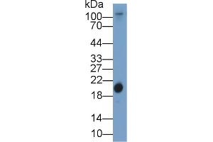 Western Blot; Sample: Gallus Serum; Primary Ab: 1µg/ml Rabbit Anti-Gallus RBP4 Antibody Second Ab: 0.
