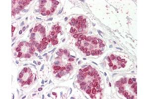 Anti-UBASH3A antibody IHC of human breast. (UBASH3A anticorps  (AA 470-482))