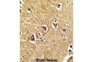 Immunohistochemistry (IHC) image for anti-Proline Dehydrogenase (Oxidase) 1 (PRODH) antibody (ABIN3003837)