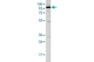 Western blot analysis of K-562 cell lysate (35 ug/lane) with STAT2 polyclonal antibody . (STAT2 anticorps  (C-Term))