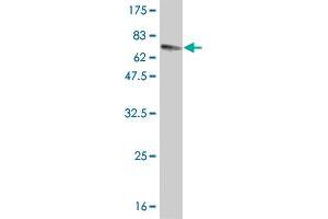 Western Blot detection against Immunogen (78.