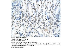 Mouse Pancreas (RNF6 anticorps  (N-Term))