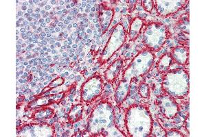 Anti-RPL30 antibody IHC staining of human spleen. (RPL30 anticorps  (AA 1-30))