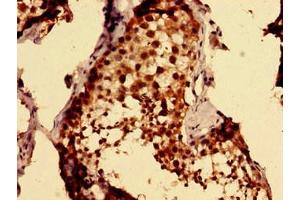 Immunohistochemistry of paraffin-embedded human testis tissue using ABIN7164435 at dilution of 1:100