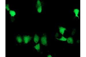 Anti-SOCS3 mouse monoclonal antibody (ABIN2454662) immunofluorescent staining of COS7 cells transiently transfected by pCMV6-ENTRY SOCS3 (RC209305). (SOCS3 anticorps)