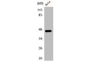 Western Blot analysis of COLO205 cells using ACOT4 Polyclonal Antibody (ACOT4 anticorps  (C-Term))