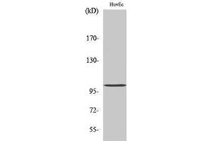Western Blotting (WB) image for anti-Clock Homolog (Mouse) (CLOCK) (Internal Region) antibody (ABIN3174450) (CLOCK anticorps  (Internal Region))