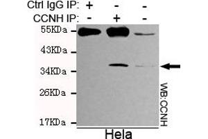 Immunoprecipitation analysis of Hela cell lysates using Cyclin H mouse mAb.