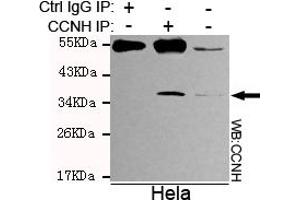 Immunoprecipitation analysis of Hela cell lysates using Cyclin H mouse mAb. (Cyclin H anticorps)