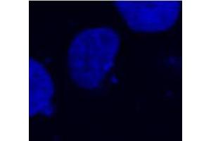Confocal microscopy of COS-7 transfectants, expressing fusion nuclear protein with T7-DYKDDDDK epitope. (DYKDDDDK Tag anticorps)
