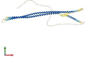 AlphaFold protein structure predicition of Mouse Recombinant Krt15 Protein, UniprotID Q61414