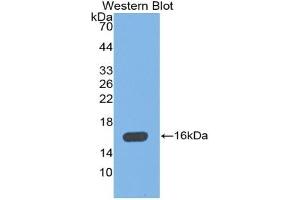 Detection of Recombinant MBL, Mouse using Polyclonal Antibody to Mannose Binding Lectin (MBL) (MBL2 anticorps  (AA 129-244))