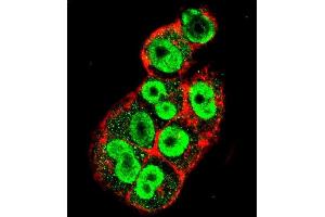 Confocal immunofluorescent analysis of TI Antibody (C-term) (ABIN655149 and ABIN2844770) with  cell followed by Alexa Fluor 488-conjugated goat anti-rabbit lgG (green).