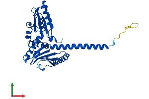 AlphaFold protein structure predicition of Mouse Recombinant Arpc2 Protein, UniprotID Q9CVB6